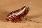 Aphaniptera - fleas